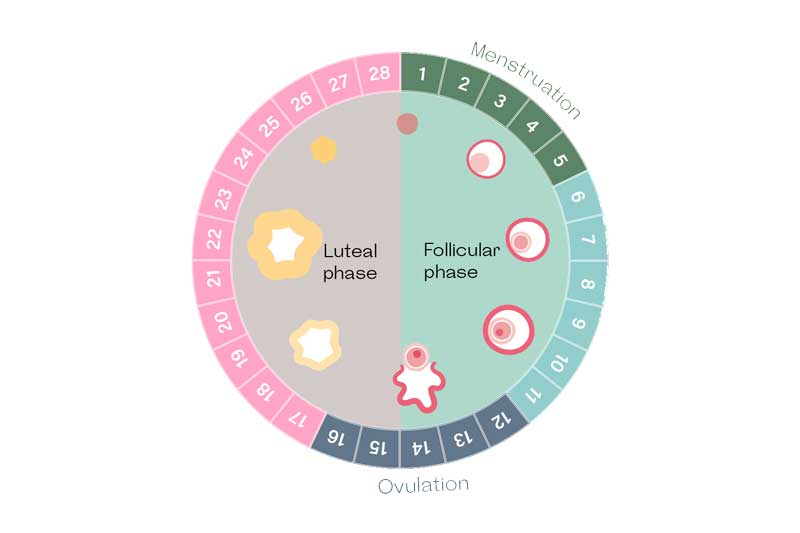 The Menstrual Cycle and Fertility