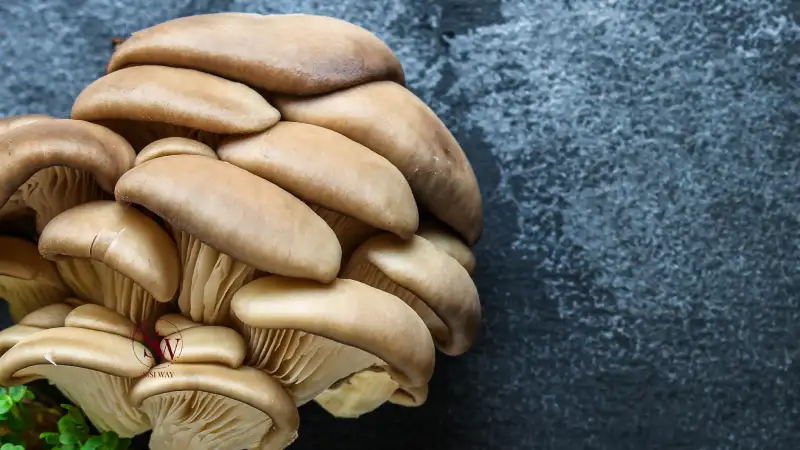 Mushrooms as Source of Vitamin D for Vegetarians